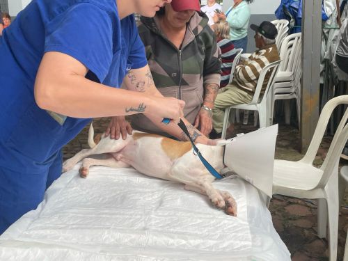 Mutirão de Castração em Cândido de Abreu! 